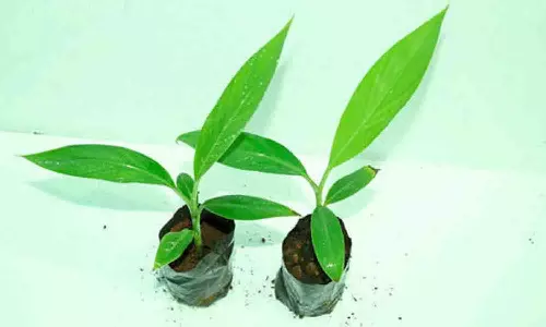 மானியத்தில் பழச்செடிகள் வாங்கி பயன்பெறலாம்