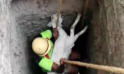 கறம்பக்குடி அருகே கிணற்றில் விழுந்த ஆடு உயிருடன் மீட்பு