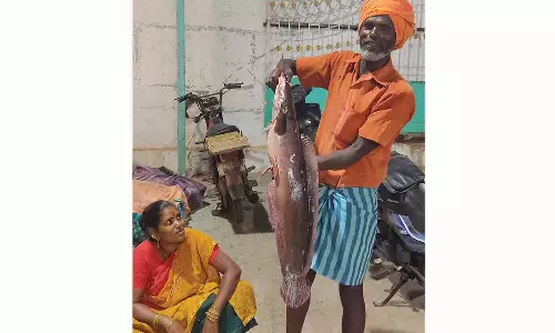 கொசஸ்தலை ஆற்றில் சிக்கும் பெரியவகை மீன்கள்- கிலோ ரூ.500 வரை விற்பனை