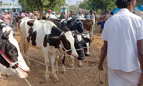 புளியம்பட்டி வார சந்தையில் கால்நடைகள் ரூ.1 கோடிக்கு விற்பனை