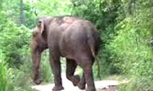 ஆனைமலை அருகே விளைநிலங்களில் மீண்டும் புகுந்த மக்னா யானை