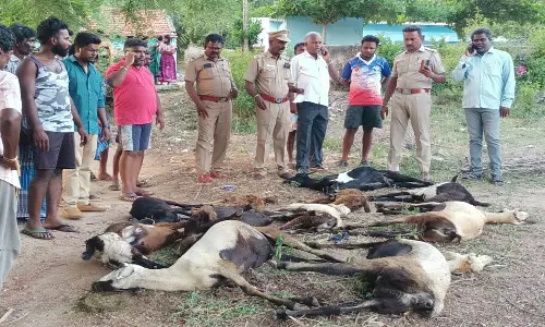 தொட்டியில் தண்ணீர் குடித்த 11 ஆடுகள் பலி