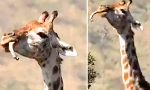 எலும்பை கடித்து சாப்பிடும் ஒட்டகச்சிவிங்கி