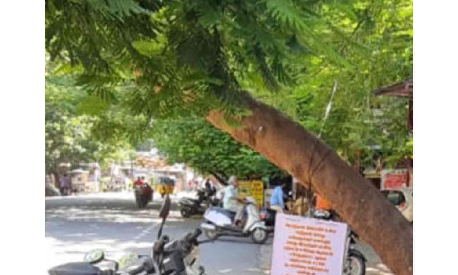 ஆபத்தான நிலையில் உள்ள மரத்தை அகற்ற நூதன பேனர்