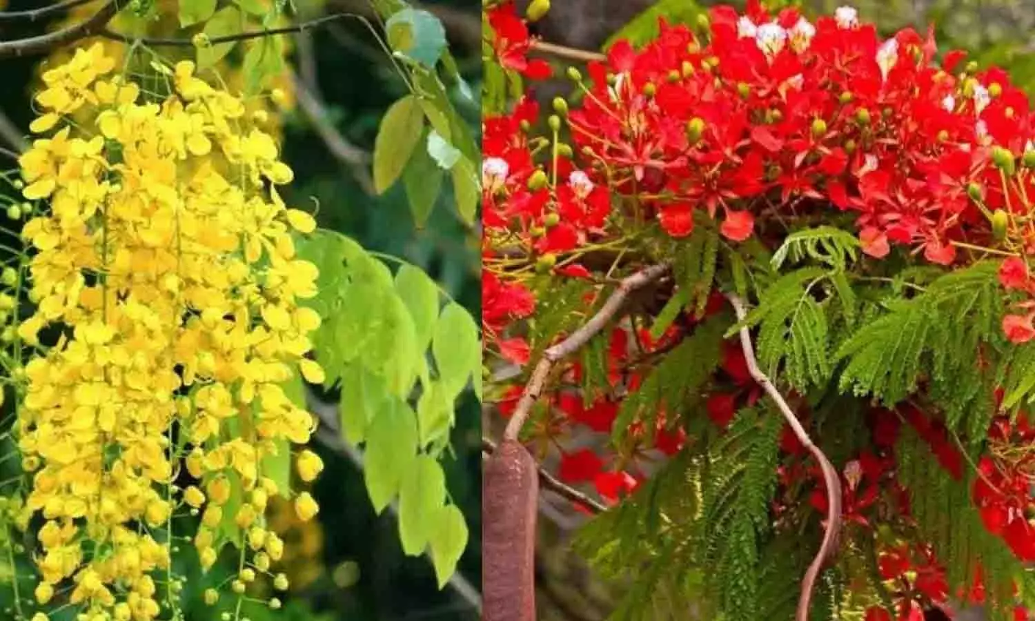 உடுமலை பகுதிகளில் பூத்துக்குலுங்கும் கொன்றை மலர்கள் உடுமலை பகுதிகளில் பூத்துக்குலுங்கும் கொன்றை மலர்கள்