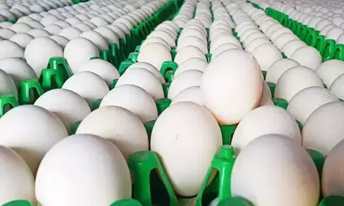 நாமக்கல் மண்டலத்தில் முட்டை விலை மேலும் 5 காசுகள் உயர்வு 530 காசுகளாக நிர்ணயம்