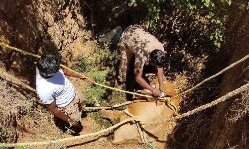 கிணற்றுக்குள் விழுந்த பசு மாடு மீட்பு