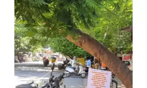 ஆபத்தான நிலையில் உள்ள மரத்தை அகற்ற நூதன பேனர்