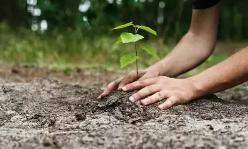 புதுக்கோட்டையில் மரக்கன்றுகள் நடும் விழா