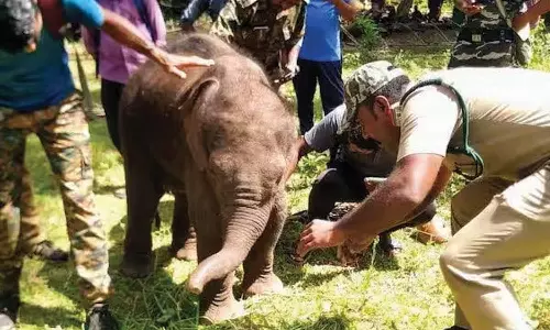 வழிதவறி வந்து குடியிருப்பில் தஞ்சம் புகுந்தது: குட்டி யானையை தாயுடன் சேர்க்க வனத்துறையினர் தீவிர முயற்சி