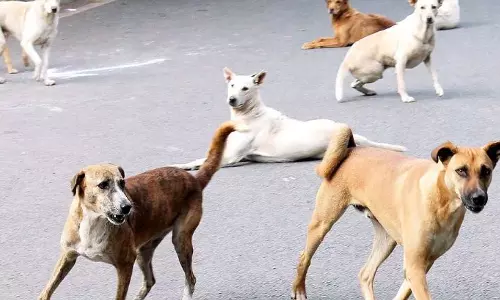 சென்ட்ரல் ரெயில் நிலைய பகுதியில் பயணிகளுக்கு தெரு நாய்கள் தொல்லை அதிகரிப்பு