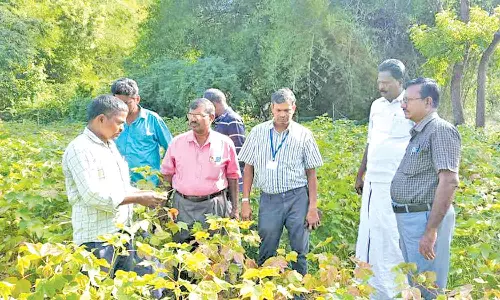 பருத்தி வயலில் வேளாண் அதிகாரிகள் ஆய்வு