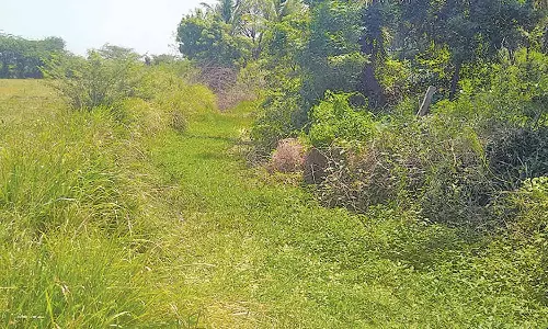 ஜெம்புகாவேரி பிரிவு வாய்க்காலை தூர்வார வேண்டும்