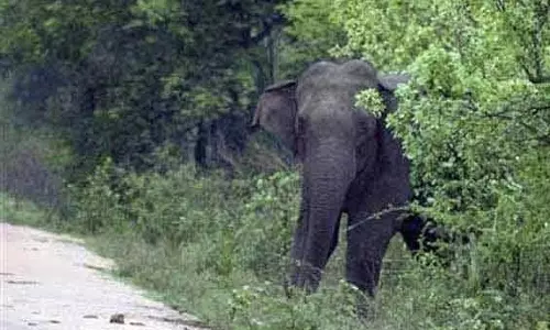 ஆனைமலையில் வன ஊழியரை தாக்க ஆக்ரோஷமாக  வந்த காட்டு யானை