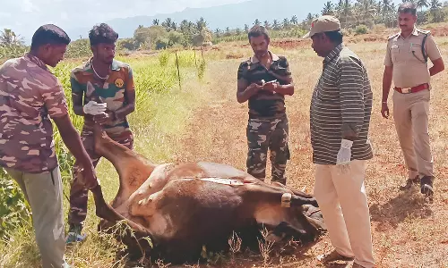 யானை தாக்கியதில் பலியான பசுமாட்டின் வயிற்றில் இருந்த 2 மாத கன்று குட்டியும் இறந்த பரிதாபம்
