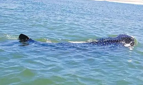 சென்னை கடற்கரைக்கு வந்த 18 அடி நீள திமிங்கலம்