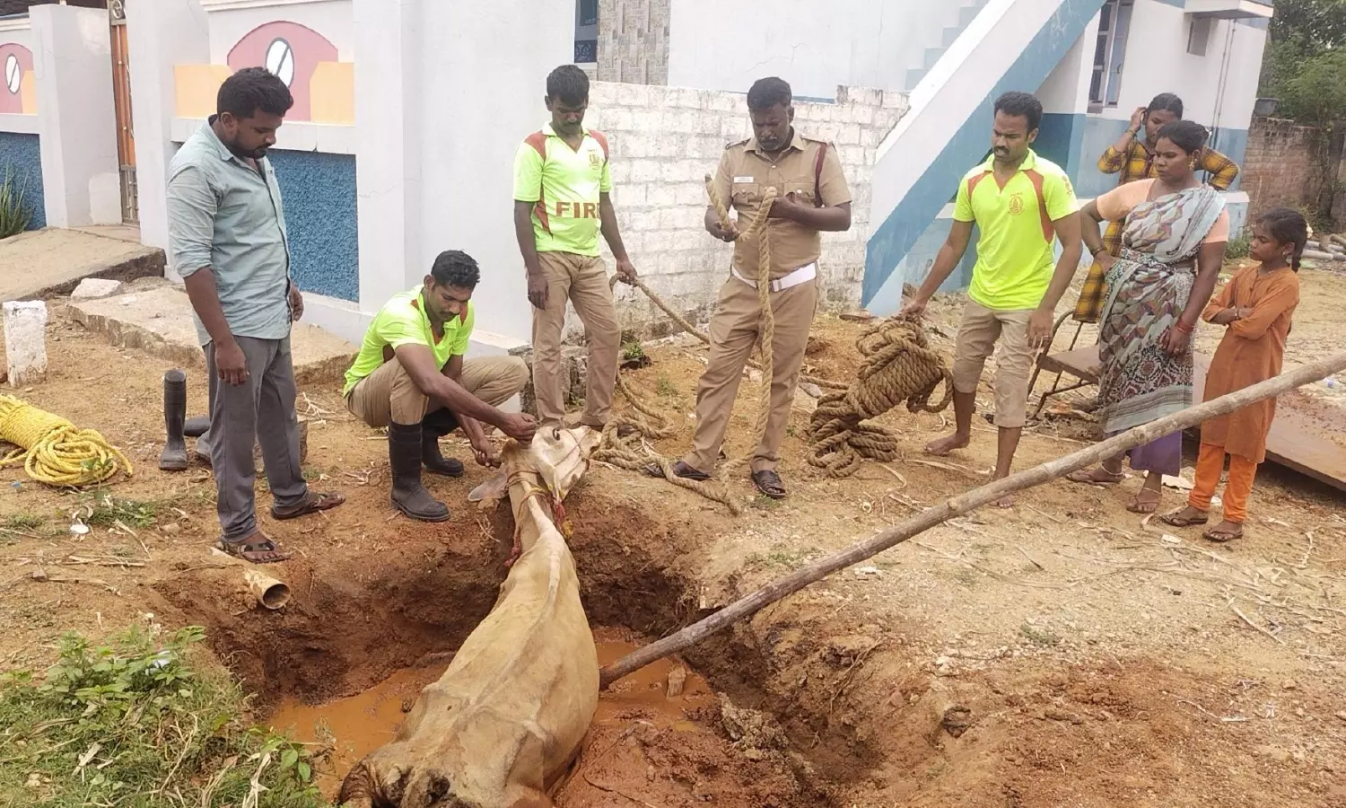 பள்ளத்தில் சிக்கிய பசு உயிருடன் மீட்பு பள்ளத்தில் சிக்கிய பசு உயிருடன் மீட்பு