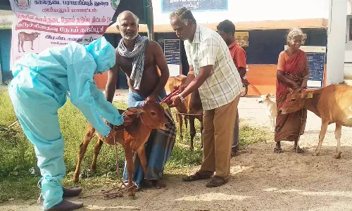 கால்நடைகளுக்கு கருச்சிதைவு நோய் தடுப்பூசி முகாம்