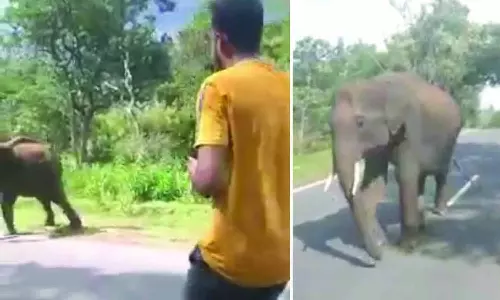 செல்பி எடுக்க முயன்றவரை விரட்டிய ஒற்றை யானை- அதிர்ஷ்டவசமாக உயிர் தப்பினார்