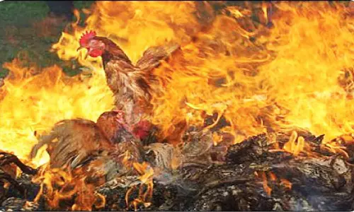 வீட்டில் புகுந்த போது சத்தம் கொடுத்த சேவல்களை எரித்த திருடன்