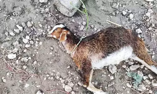 நாய் கடித்து இறந்த ஆட்டுடன் வந்து போலீஸ் நிலையத்தில் விவசாயி புகார்