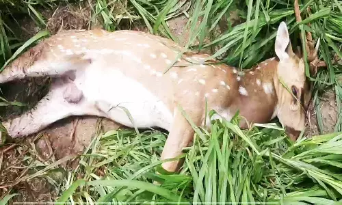 தண்ணீர் இல்லாமல் புள்ளிமான்கள் தொடர்ந்து சாவு