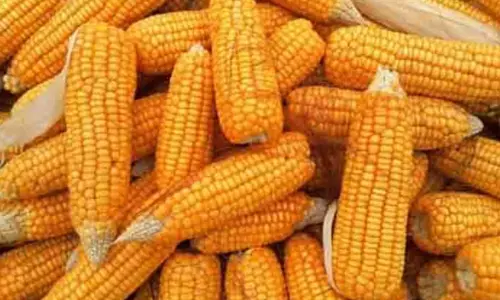 நாமக்கல் மாவட்டத்தில் உற்பத்தி குறைவால் மக்காச்சோளம் விலை உயர்வு