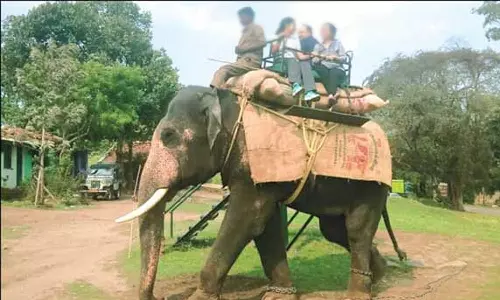 பொள்ளாச்சி டாப்சிலிப்பில் யானை சவாரி தொடங்க வேண்டும்