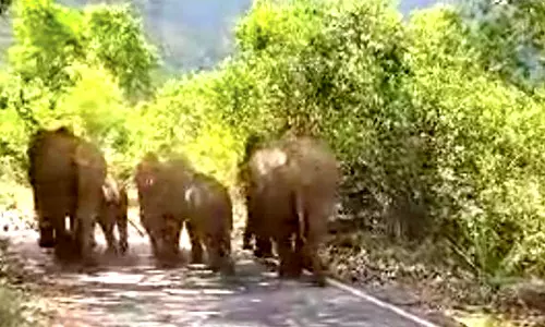 மஞ்சூர்-கெத்தை ரோட்டில்அரசு பஸ்சை வழிமறித்த காட்டு யானைகள் கூட்டம்