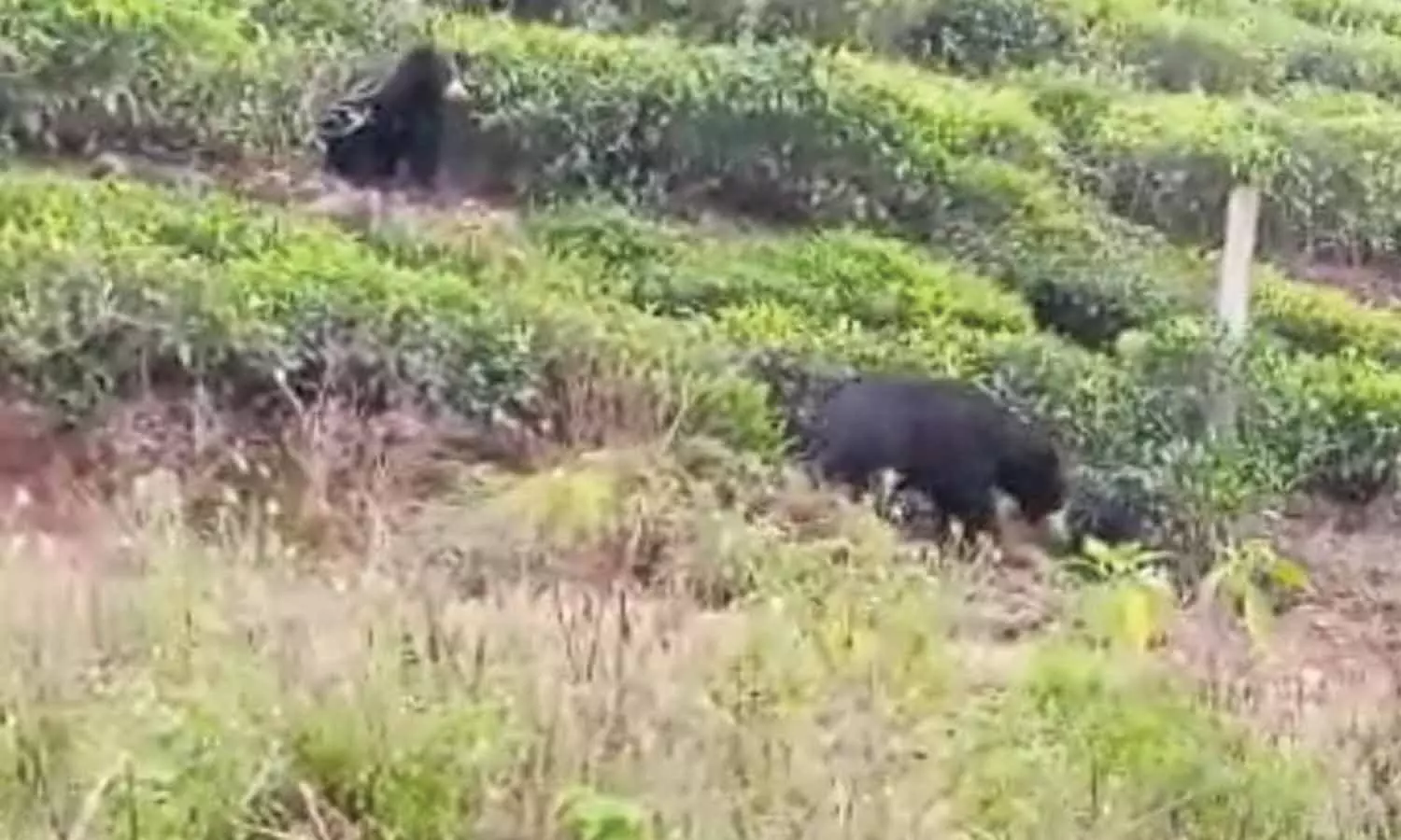 கோத்தகிரியில் குட்டிகளுடன் சுற்றித்திரியும் கரடிகள்- கூண்டு வைத்து பிடிக்க வலியுறுத்தல்