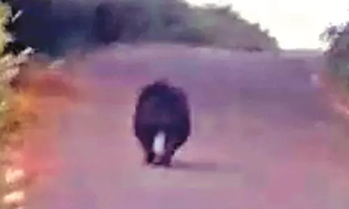 கொடைக்கானல் அருகே மலைப்பாதையில் உலா வந்த கரடி