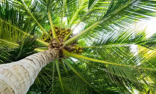 ஆசிட் ஊற்றி 40 தென்னை மரங்கள் அழிப்பு: விவசாயி-மனைவி மீது வழக்கு