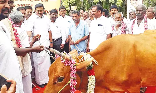 காங்கயத்தில் மாட்டுச்சந்தை அமைச்சர் மு.பெ.சாமிநாதன் தொடங்கி வைத்தார்