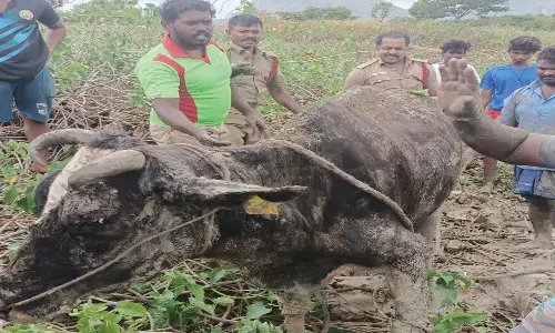 கொட்டாரம் அருகே குளத்தில் மேய்ந்த பசுமாடு சகதியில் சிக்கி உயிருக்கு போராட்டம்