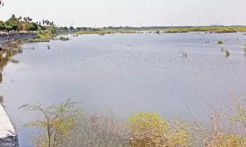 செத்து மிதக்கும் மீன்கள், விவசாயம் பாதிப்பு நாமக்கல் தூசூர் ஏரியில் கழிவு நீர் கலப்பதை கண்டித்து மனித சங்கிலி