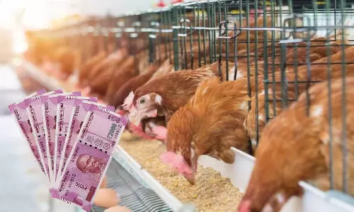 நாட்டுக்கோழி பண்ணை அமைக்க 50 சதவீதம் மானியம்