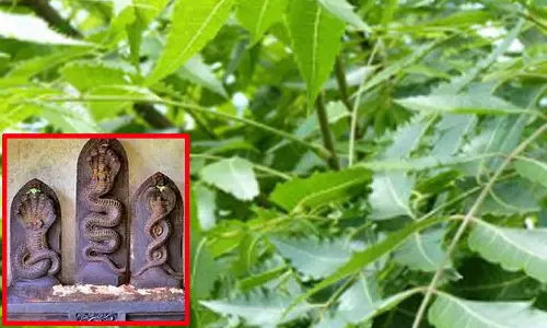 வேப்பமரம் நட்டால் குழந்தை பாக்கியம்