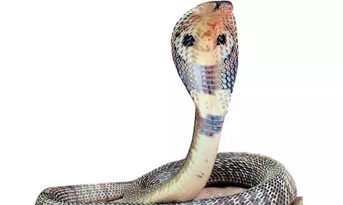 கனவுகளும் பலன்களும்...