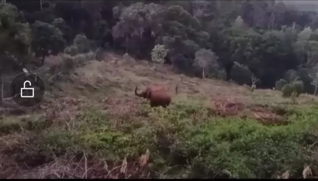 கோத்தகிரியில் தேயிலை தோட்டத்தை சுற்றி வரும் ஒற்றை காட்டு யானை கோத்தகிரியில் தேயிலை தோட்டத்தை சுற்றி வரும் ஒற்றை காட்டு யானை