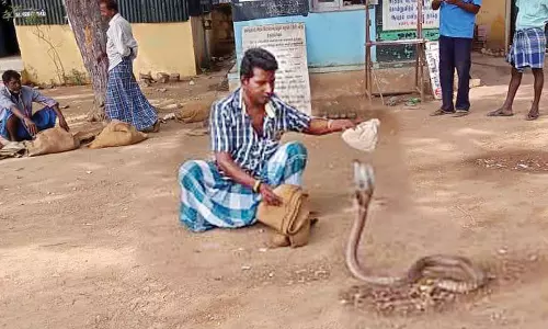 அரசு போக்குவரத்து கழக பணிமனையில் 24 பாம்புகள் பிடிபட்டன