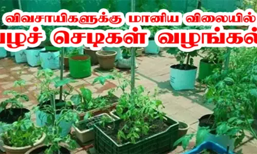 கபிலர்மலை வட்டாரத்தில் மானிய விலையில் பழச்செடிகள் வழங்கல்