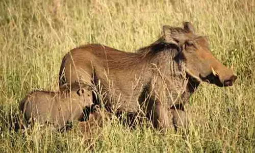 காட்டுப்பன்றிகள் தொல்லையால் விவசாயிகள் அவதி