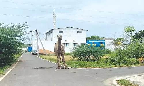 குர்பானி கொடுக்க கொண்டுவரப்பட்ட ஒட்டகத்தை திருப்பி அனுப்பினர்