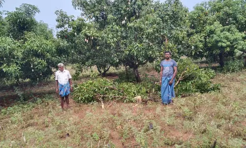 மரங்களை சேதப்படுத்தி யானைகள் அட்டகாசம்