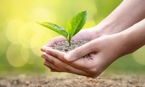 மனு கொடுக்க வந்தவர்களுக்கு மரக்கன்று வழங்கிய கலெக்டர்