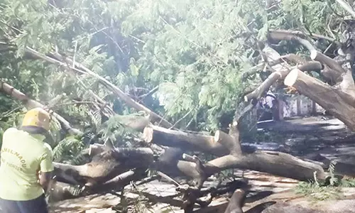 அசோக் நகரில் மரம் முறிந்து விழுந்து காரில் சென்ற முதியவர் காயம்