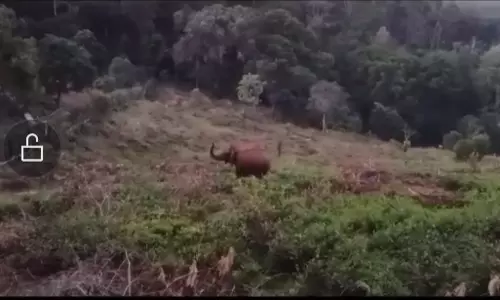 கோத்தகிரியில்  தேயிலை தோட்டத்தை  சுற்றி வரும் ஒற்றை காட்டு யானை