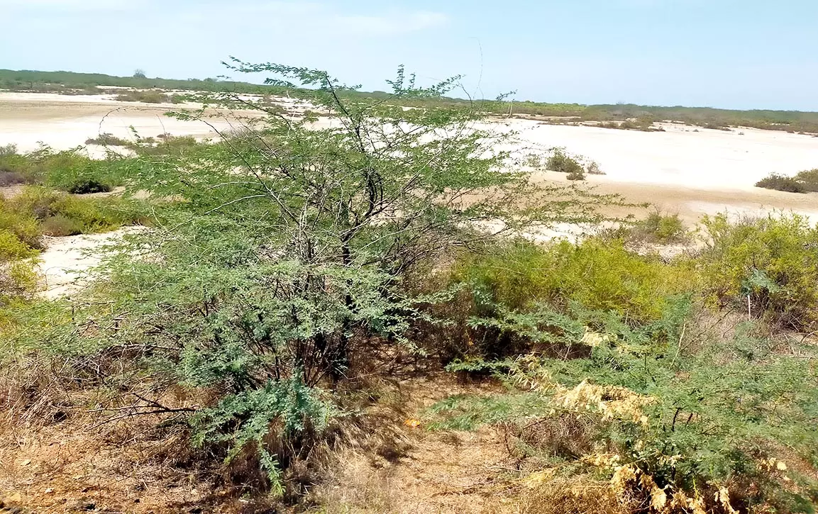 மாங்குரோவ் வளர்ச்சியை தடுக்கும் காட்டு கருவேல மரங்கள் மாங்குரோவ் வளர்ச்சியை தடுக்கும் காட்டு கருவேல மரங்கள்