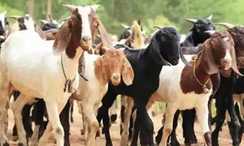 பக்ரீத் பண்டிகை- சென்னைக்கு 70 ஆயிரம் ஆடுகள் விற்பனைக்காக வருகிறது