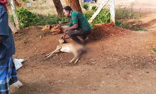 பாவூர்சத்திரம் அருகே ஊருக்குள் புகுந்த மானை கடித்துக்கொன்ற நாய்கள்